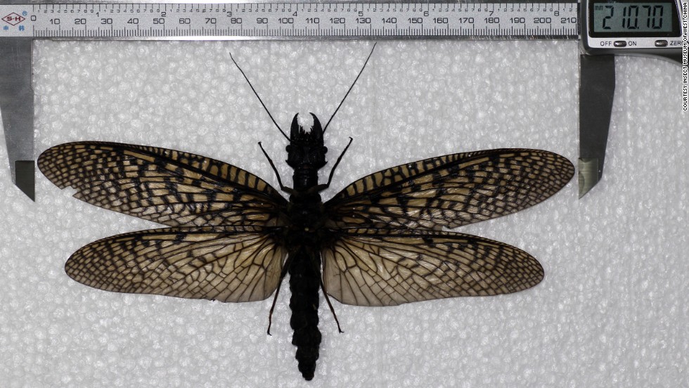 Discovery in China: Encounter the Enormous Dobsonfly, the World's Largest Aquatic Insect Specimen. l - LifeAnimal