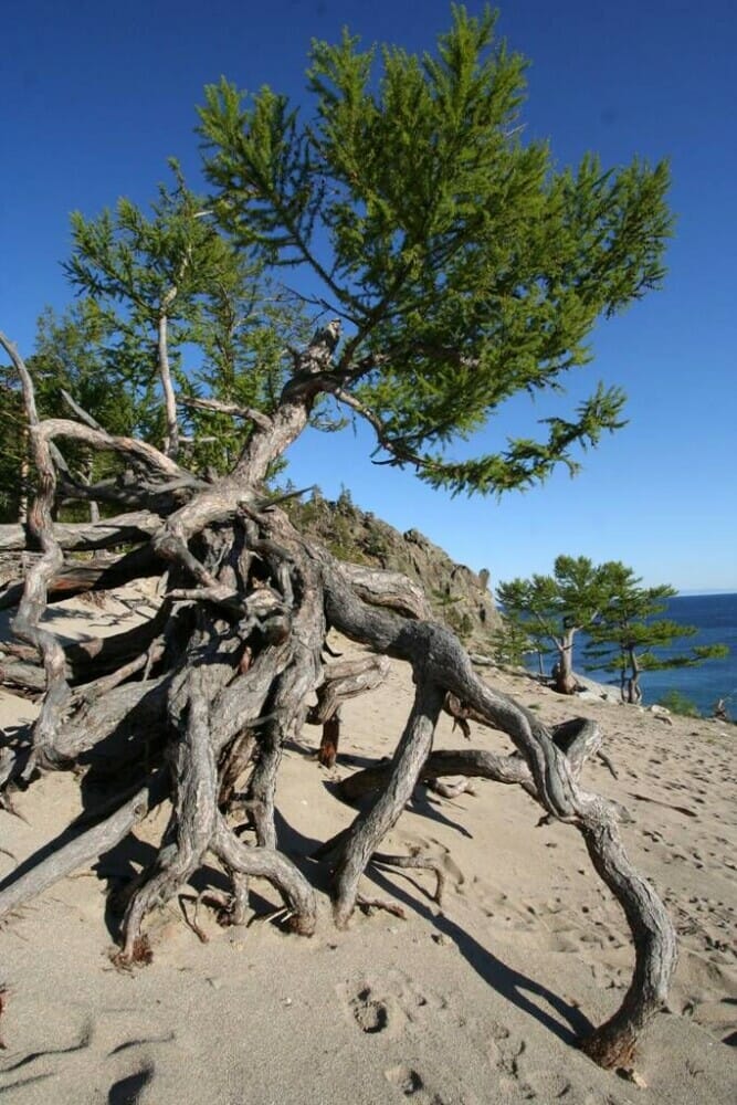 Unwavering Resilience: The Tree That Survived Despite Losing Its Soil - Edi Life