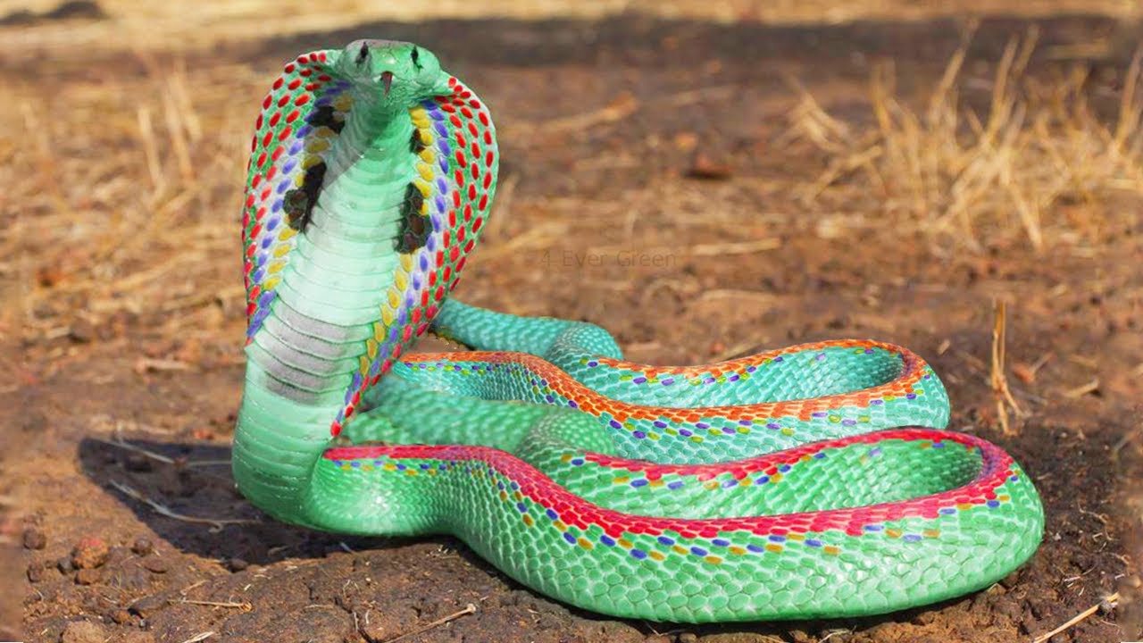 Sea testigo del asombroso descubrimiento de una serpiente adornada con un color de piel azul único y la fascinante capacidad de cambiar continuamente sus colores en este cautivador video. - LifeAnimal