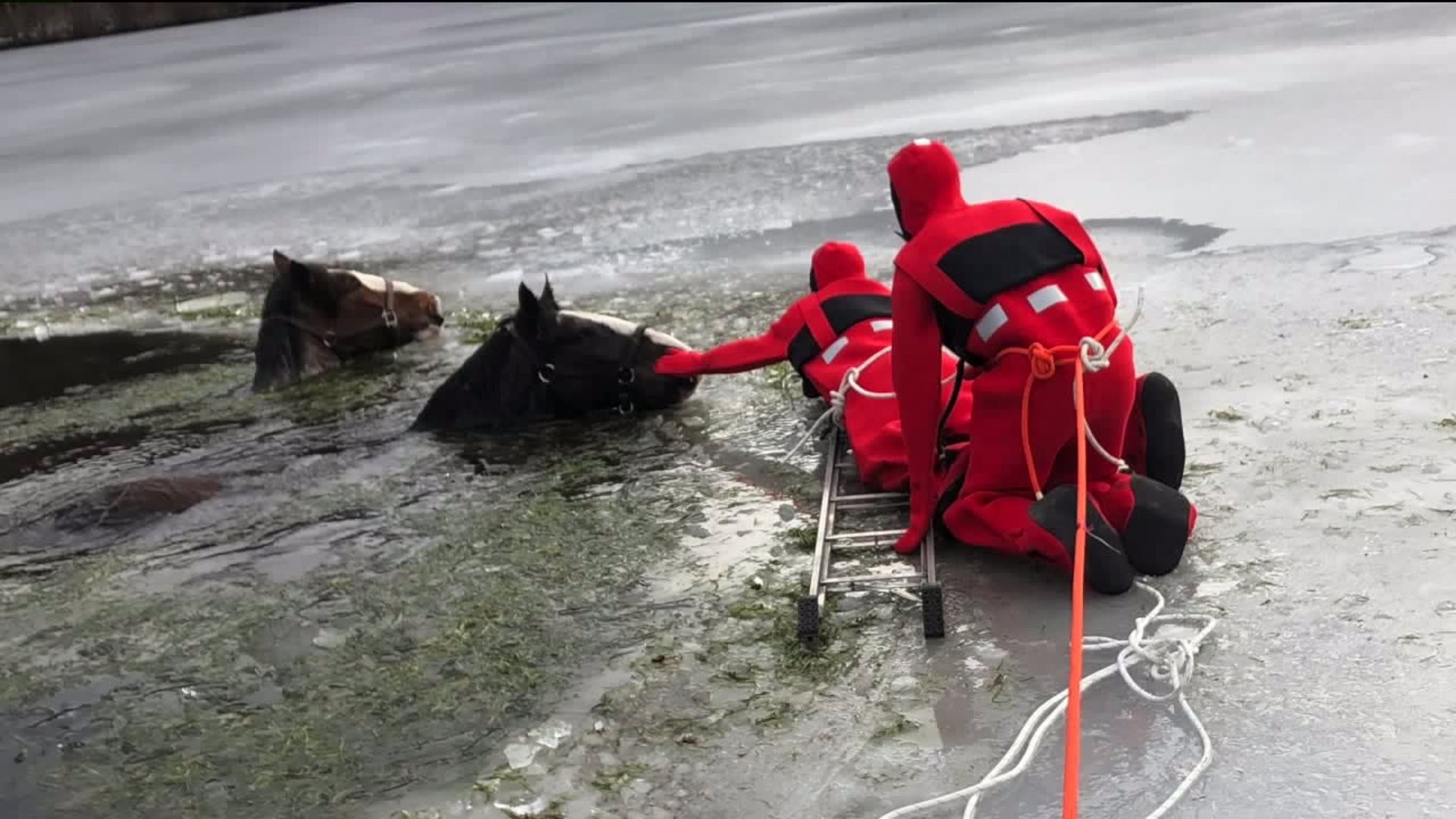 Touching Display of Compassion: Humanity Unites to Save Horse Trapped in Frozen Creek [Video]