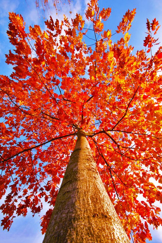 Captivating Fall Foliage: Gazing at Autumn’s Majestic Splendor.VoUyen