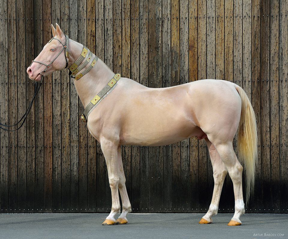 Revealing the Enchanted Elegance: Witness the Turkish Horse, a Gilded Masterpiece of Equine Beauty (Video)