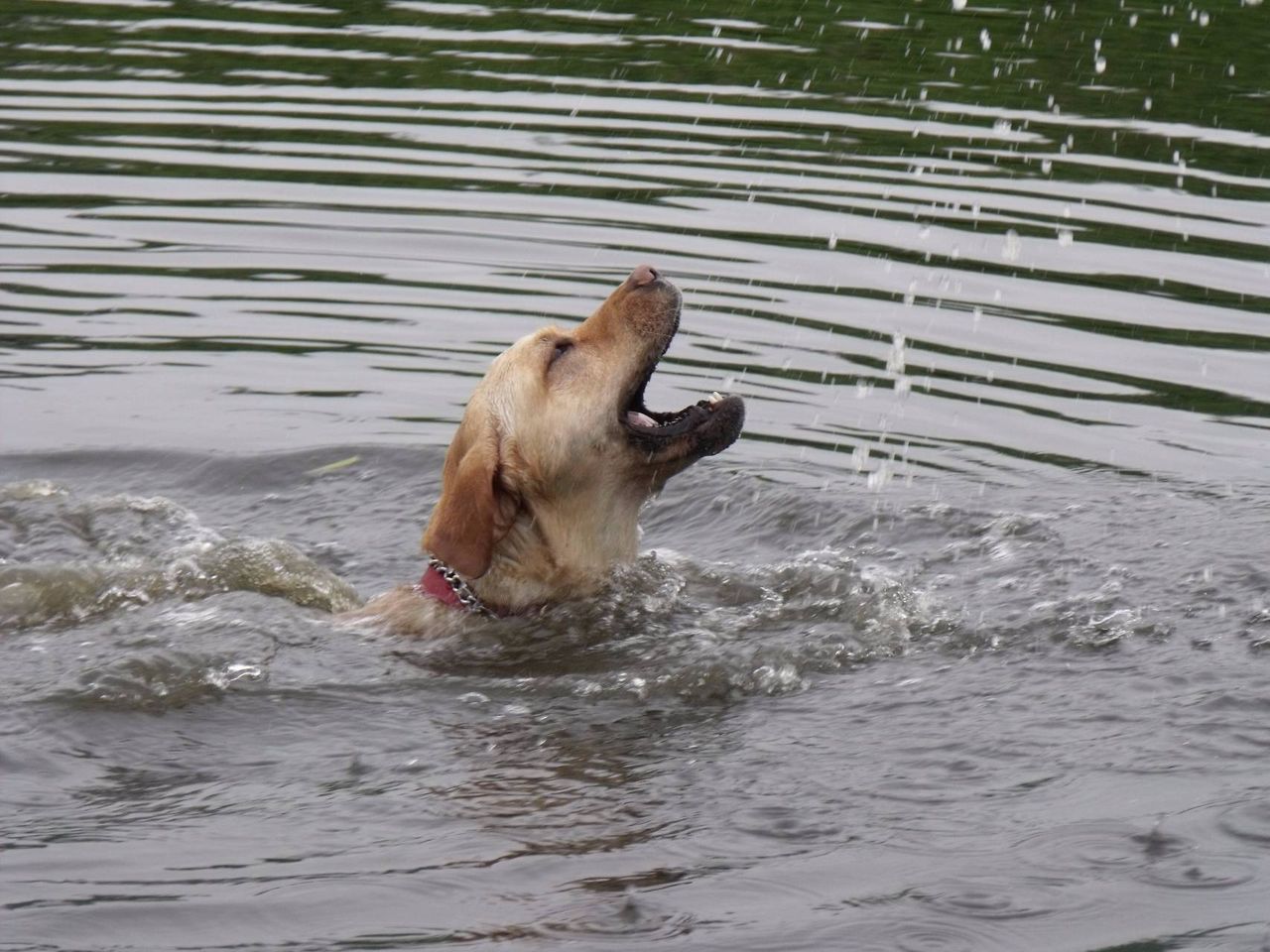 The moment when the dog recklessly jumped into the river to save his owner in danger, everyone who witnessed it was moved and admired for this brave act.ThuHa