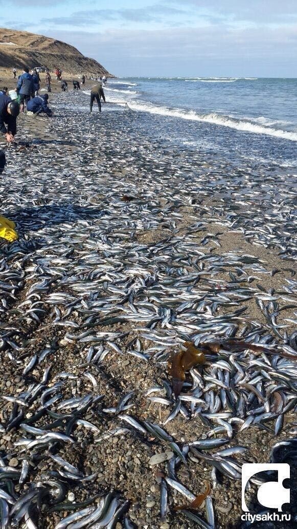 quoc. Natural Phenomena about millions of fish washed ashore Confounding Scientists (Video) - LifeAnimal