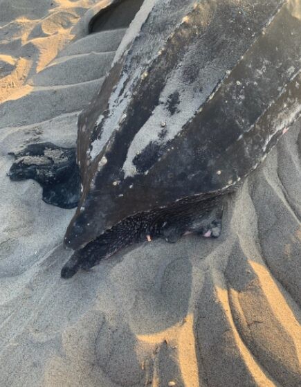 Unveiling the Enigma: Massive and Bizarre Turtle Sightings Puzzle American Beachgoers - Sporting ABC