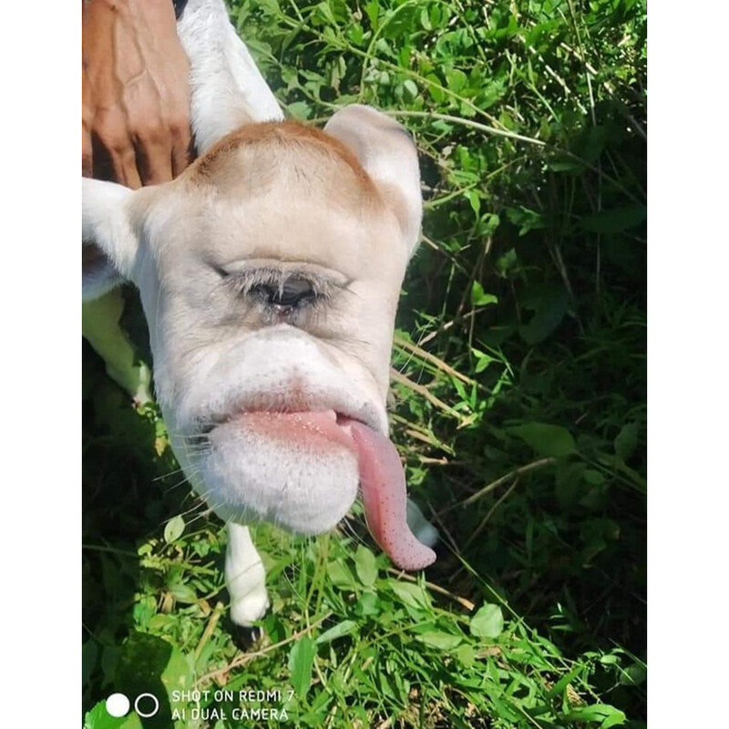 Calves abandoned because of strange faces : Villagers worry about the end of the world (Video).f - LifeAnimal