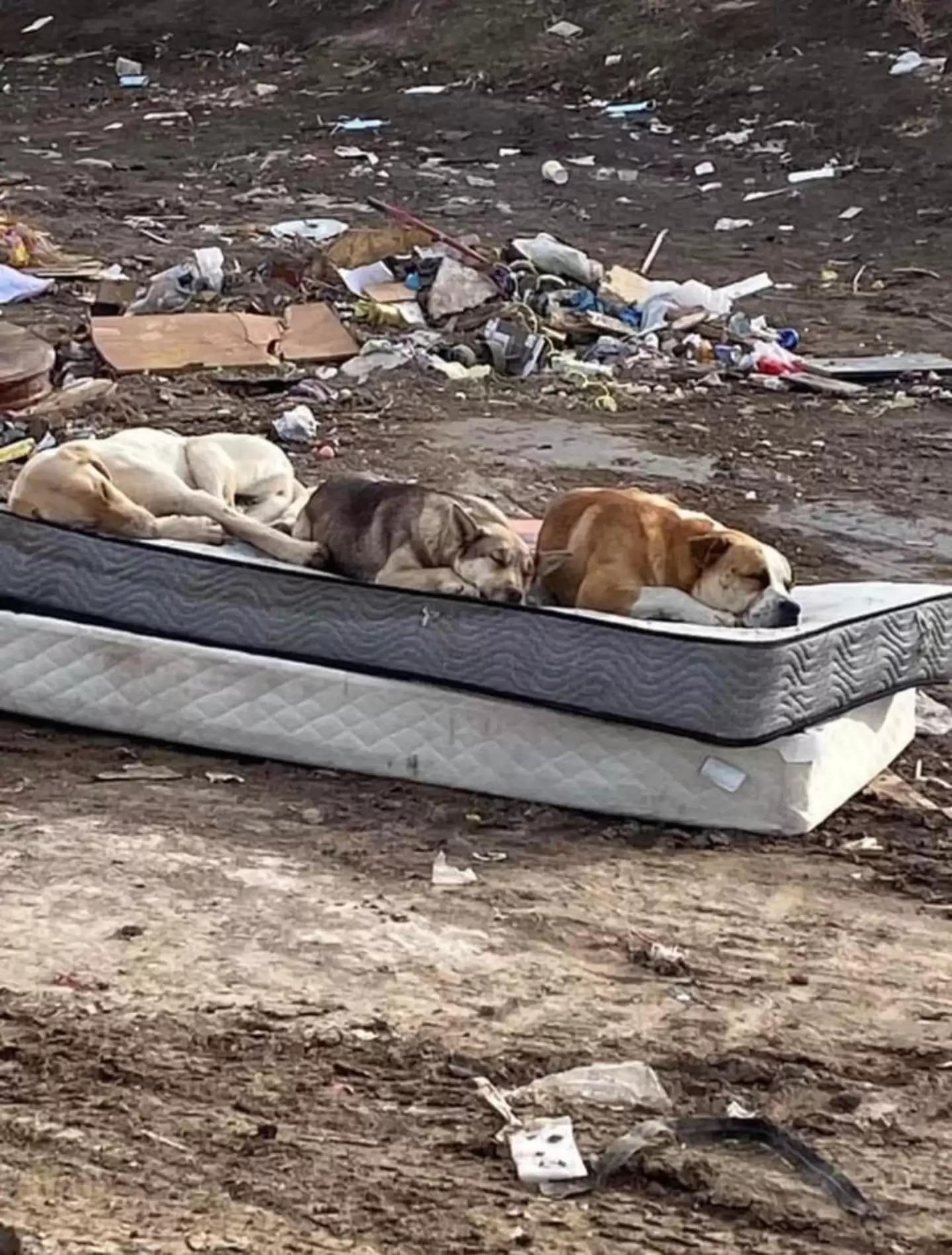 The Power of Love: Abandoned Dogs Resurrect Emotional Image, One Year After Rescue.