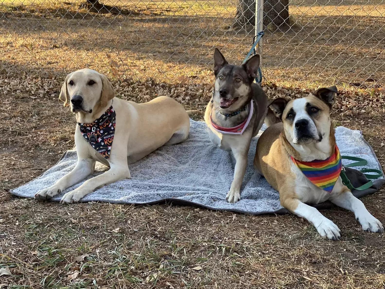 The Power of Love: Abandoned Dogs Resurrect Emotional Image, One Year After Rescue.