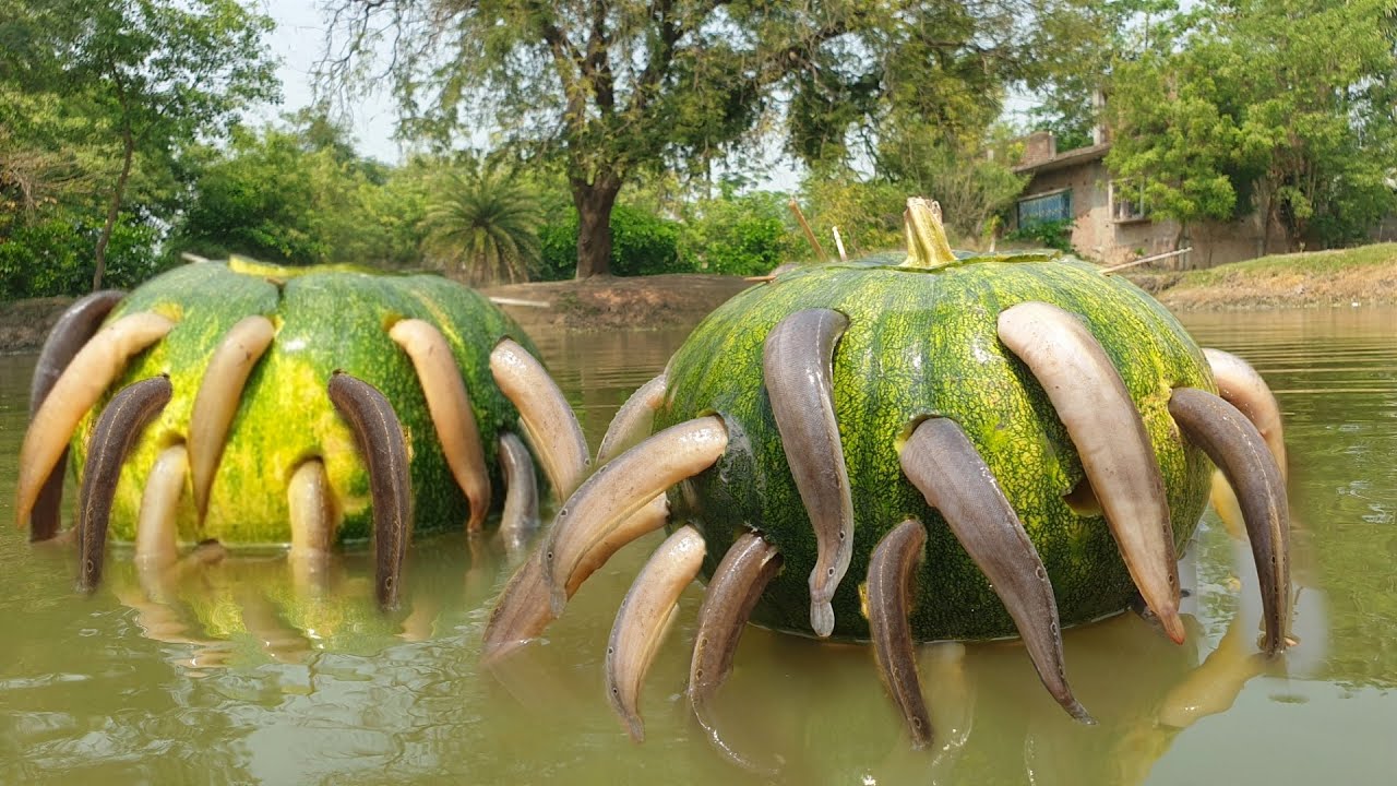 Incredible Fishing Video Goes Viral as Young Village Boy Crafts Ingenious Fish Trap Using Pumpkin - Sporting ABC