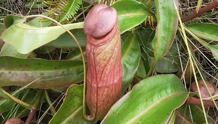 Exotic Flora Unveiled: A Closer Look at the Phallic-Looking Plant Thriving in the Philippines and Cambodia (Pics & Video) - Sporting ABC