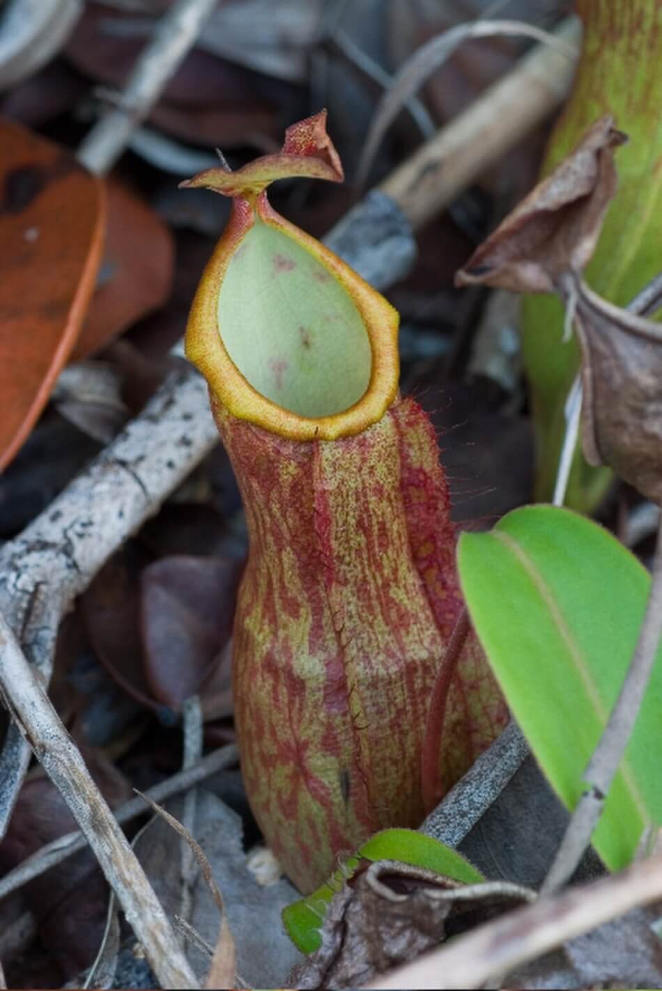 Exotic Flora Unveiled: A Closer Look at the Phallic-Looking Plant Thriving in the Philippines and Cambodia (Pics & Video) - Sporting ABC