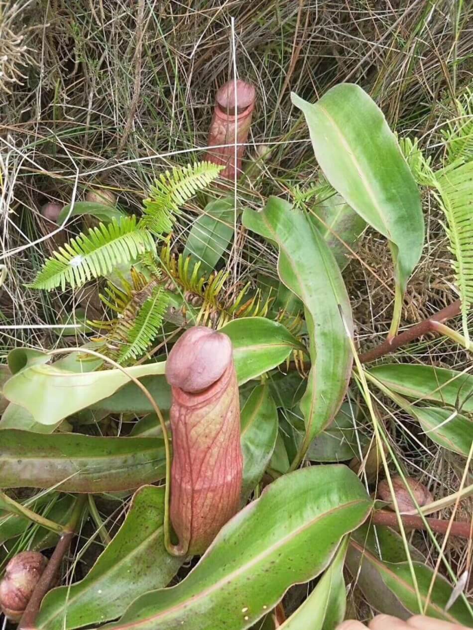 Exotic Flora Unveiled: A Closer Look at the Phallic-Looking Plant Thriving in the Philippines and Cambodia (Pics & Video) - Sporting ABC