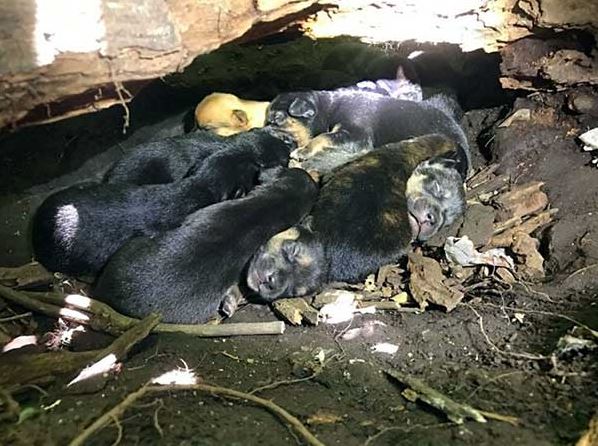 Even Though Her Leg Was Broken, the Mother Dog Carried All 13 of Her Puppies to the Safest Place to Hide - Lillise