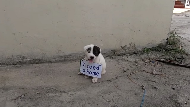 Vulnerable and marked with a sign, a delicate puppy wanders through a deserted street until the compassion of strangers changes his fate forever. - Lillise