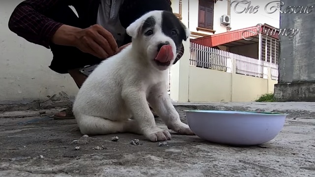 Vulnerable and marked with a sign, a delicate puppy wanders through a deserted street until the compassion of strangers changes his fate forever. - Lillise