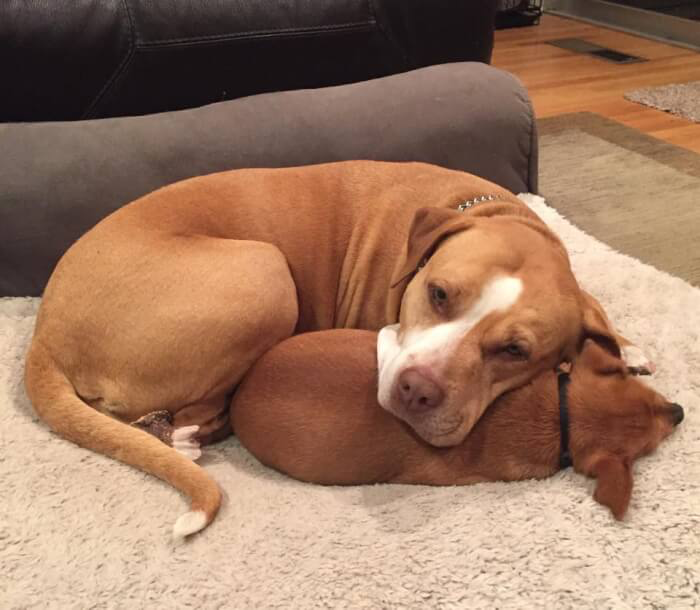 Bound by an unbreakable bond, two shelter dogs refuse to live without each other and insist on being adopted together, proving the power of friendship. – newsvaults.com