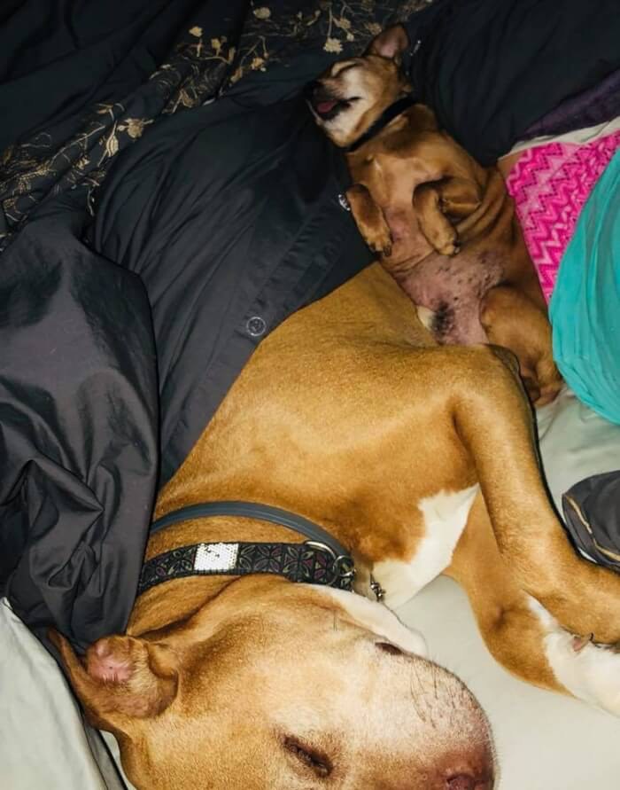 Bound by an unbreakable bond, two shelter dogs refuse to live without each other and insist on being adopted together, proving the power of friendship. – newsvaults.com