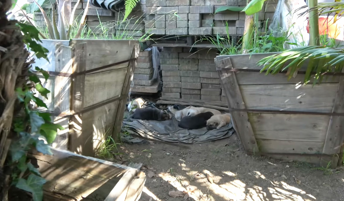 Rescued from the streets, a homeless mother dog and her six puppies eagerly await their forever home. The story of their rescue is a tale of hope and new beginnings, and it is a reminder that there is always good in the world. - Lillise