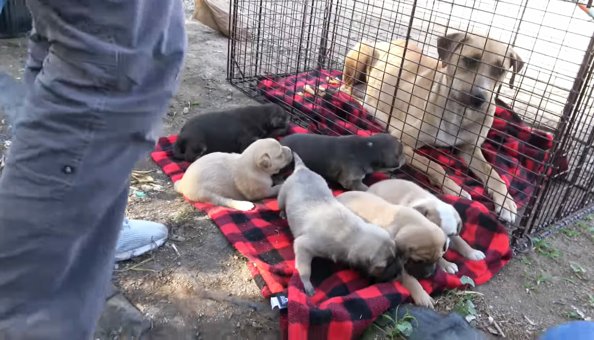 Rescued from the streets, a homeless mother dog and her six puppies eagerly await their forever home. The story of their rescue is a tale of hope and new beginnings, and it is a reminder that there is always good in the world. - Lillise