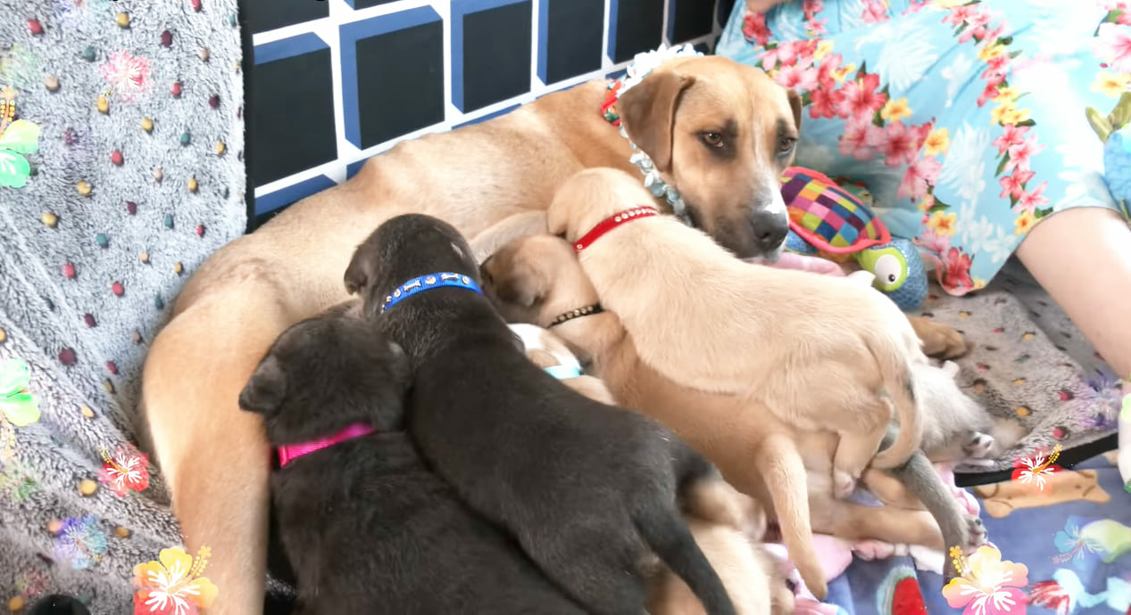 Rescued from the streets, a homeless mother dog and her six puppies eagerly await their forever home. The story of their rescue is a tale of hope and new beginnings, and it is a reminder that there is always good in the world. - Lillise