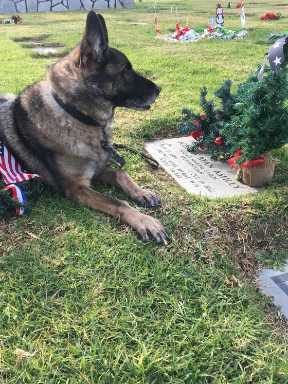 A military service dog of a fallen Marine discovers a forever home with his devoted mom, a tale of loyalty and healing. - Lillise
