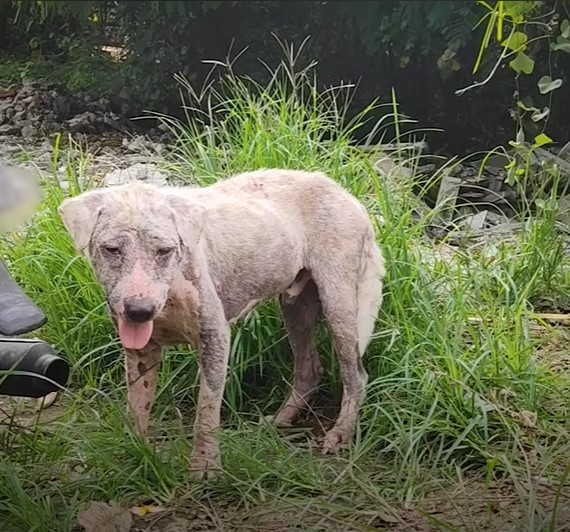 Quivering in terror and trembling from the frost, an exposed hairless dog is rescued from a gas station, evoking a mixture of relief and profound empathy. - Lillise