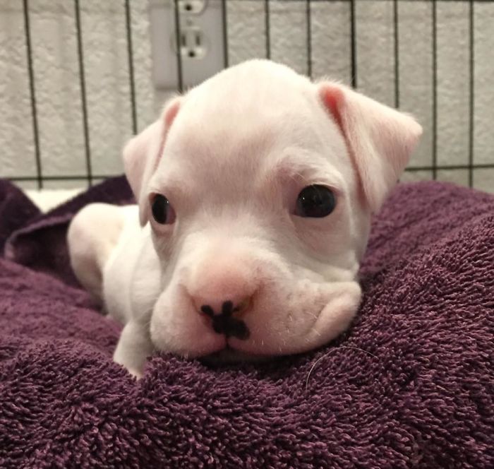 When faced with the possibility of euthanizing a front-legless puppy, veterinarians were met with intervention from a compassionate soul, igniting a flicker of hope. - Lillise