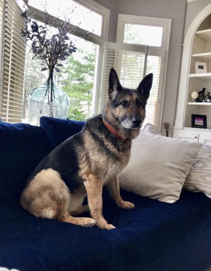 hh. Emotional Reunion: Soldier Reunites With Beloved Military Dog After Years Apart, Hoping for the Unbreakable Bond to Endure. - LifeAnimal