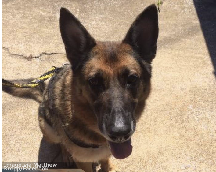 hh. Emotional Reunion: Soldier Reunites With Beloved Military Dog After Years Apart, Hoping for the Unbreakable Bond to Endure. - LifeAnimal