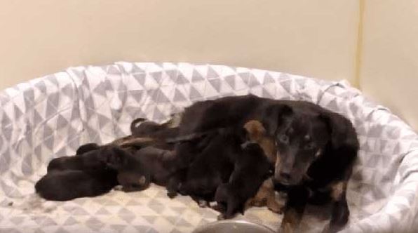 Even Though Her Leg Was Broken, the Mother Dog Carried All 13 of Her Puppies to the Safest Place to Hide - Lillise