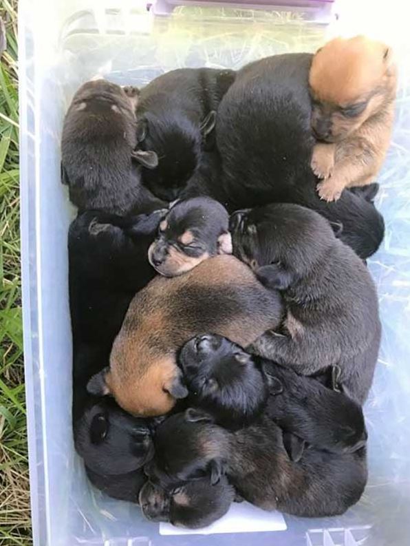 Even Though Her Leg Was Broken, the Mother Dog Carried All 13 of Her Puppies to the Safest Place to Hide - Lillise