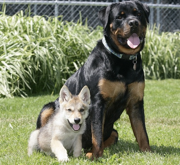 A Rottweiler steps up to the plate as a surrogate father for an orphaned wolf pup, providing solace and security during their darkest hour. - Lillise