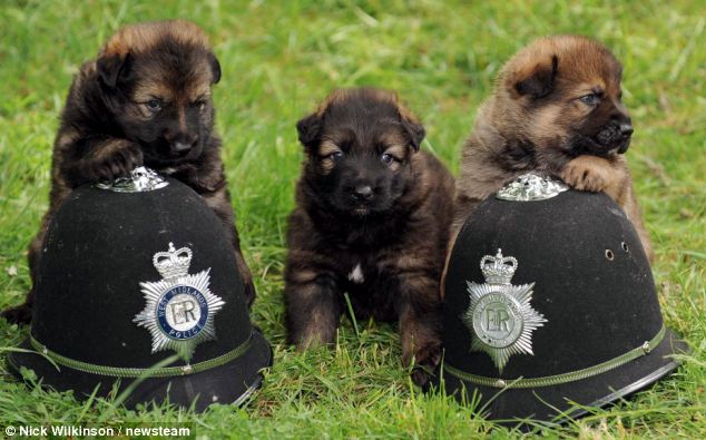 These fierce German Shepherd puppies, destined to serve as the future protectors of law and order, ignite a flame of inspiration, evoking awe at their courage and unwavering devotion. - Lillise