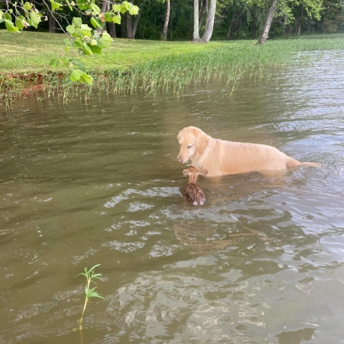 A young girl and her faithful canine companion unite to save a distressed mother goat and her baby, evoking tears of joy and restoring faith in humanity. - Lillise