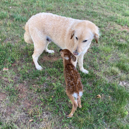 A young girl and her faithful canine companion unite to save a distressed mother goat and her baby, evoking tears of joy and restoring faith in humanity. - Lillise