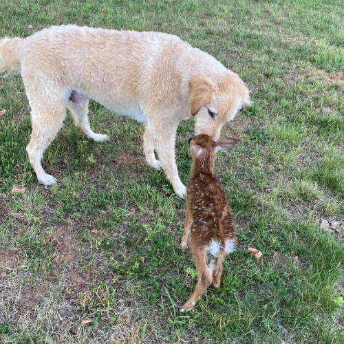 A young girl and her faithful canine companion unite to save a distressed mother goat and her baby, evoking tears of joy and restoring faith in humanity. - Lillise