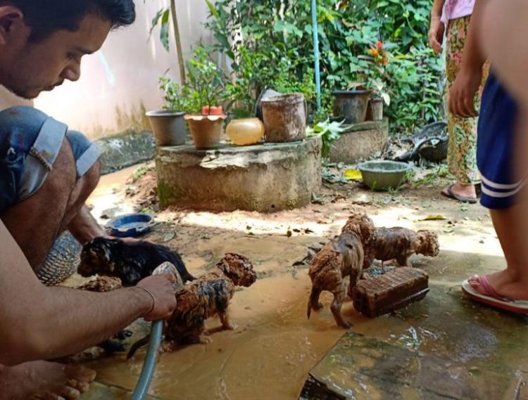 Drawn by the cries of five puppies trapped at the bottom of a well, a man bravely risks his life to rescue them, exemplifying remarkable selflessness that ignites inspiration. - Lillise