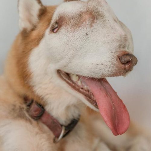 Serenity, a stunning Siberian husky, has touched countless hearts with her moving tale of strength, determination, and the boundless power of love. - Lillise
