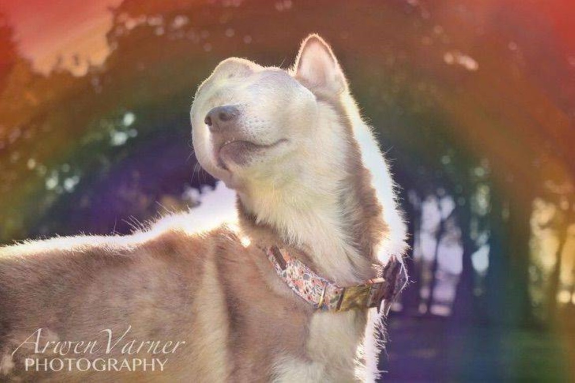 Serenity, a stunning Siberian husky, has touched countless hearts with her moving tale of strength, determination, and the boundless power of love. - Lillise