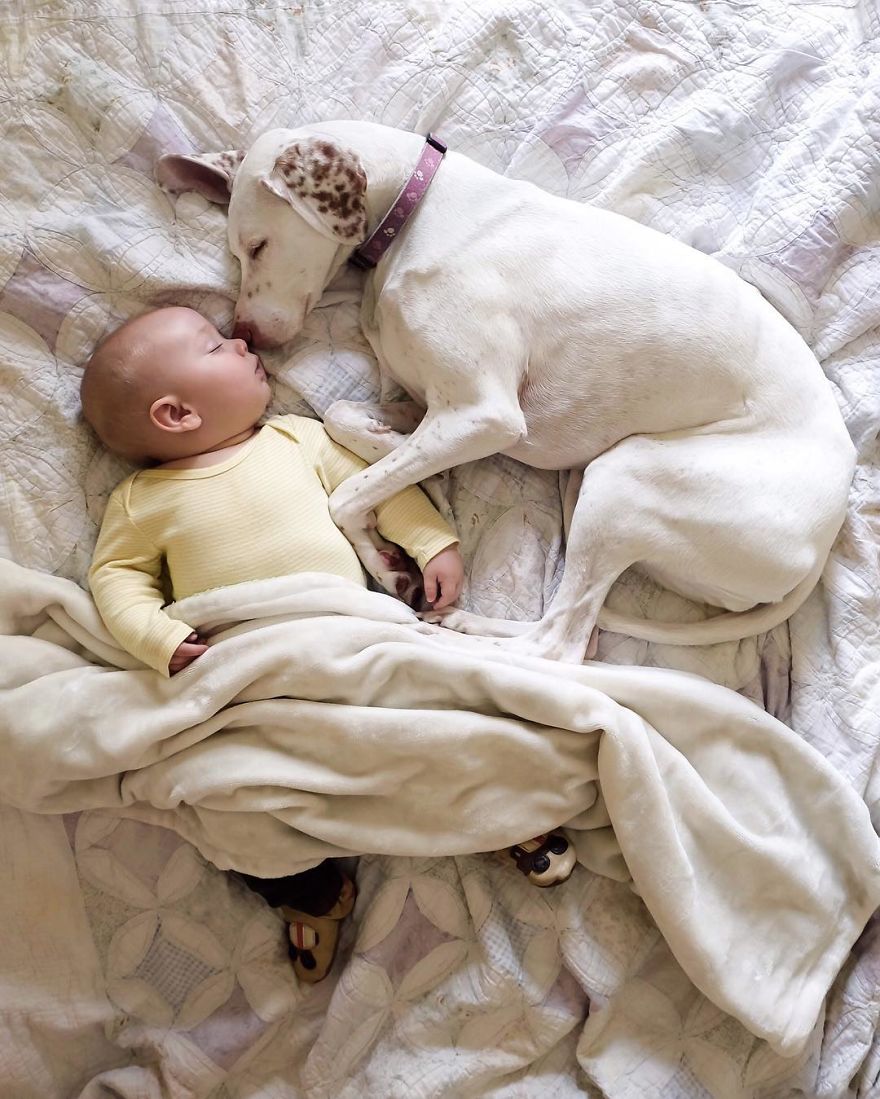 Rescued, a puppy transforms into the perfect slumber companion for an 8-month-old baby, fostering an endearing bond brimming with trust and warmth. - Lillise