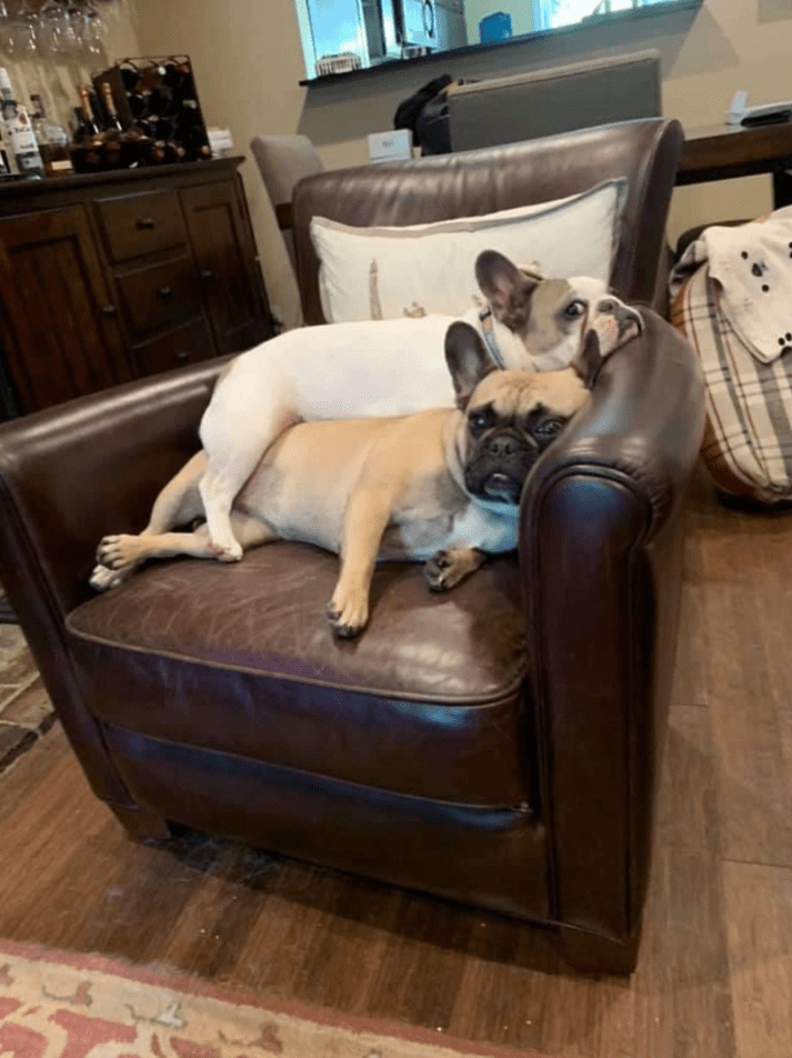 A Pit Bull who affectionately uses her sister as a pillow showcases the boundless nature of love, transcending boundaries and limitations. - Lillise