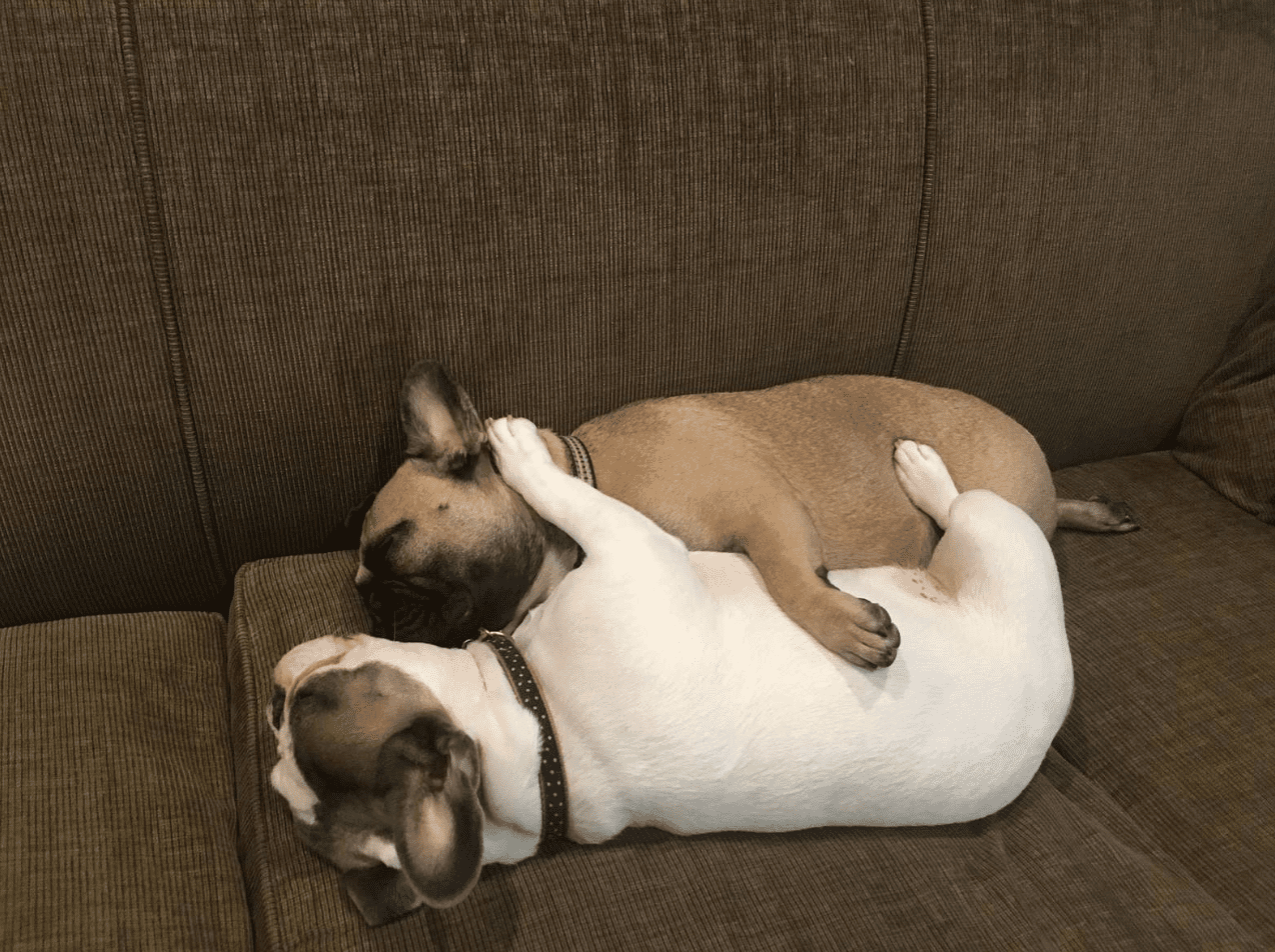 A Pit Bull who affectionately uses her sister as a pillow showcases the boundless nature of love, transcending boundaries and limitations. - Lillise