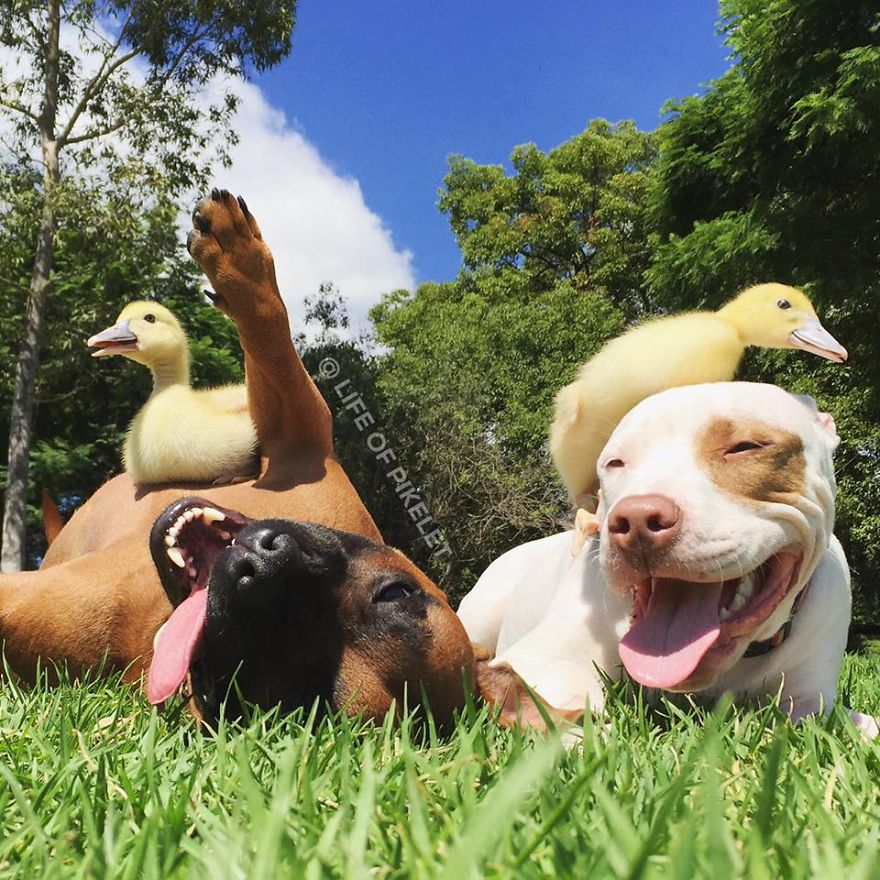 A heartwarming display of cross-species love unfolds as a pack of rescue dogs befriend a group of baby ducklings, melting hearts with their unconditional affection. - Lillise