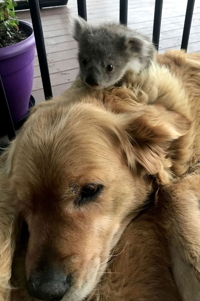 Discovering an abandoned baby koala, a golden retriever becomes his guardian angel, offering love and a safe haven. - Lillise
