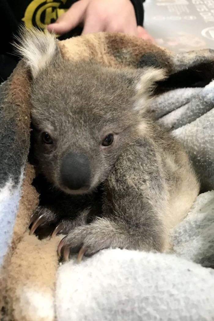 Discovering an abandoned baby koala, a golden retriever becomes his guardian angel, offering love and a safe haven. - Lillise