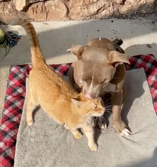 A heartbroken cat finds new happiness when his parents bring home a blind pit bull puppy, igniting newfound joy and love. - Lillise