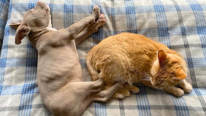 A heartbroken cat finds new happiness when his parents bring home a blind pit bull puppy, igniting newfound joy and love. - Lillise