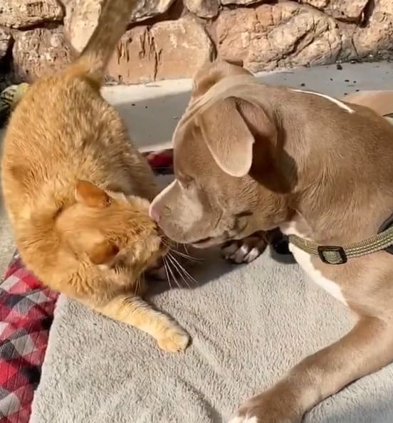 A heartbroken cat finds new happiness when his parents bring home a blind pit bull puppy, igniting newfound joy and love. - Lillise