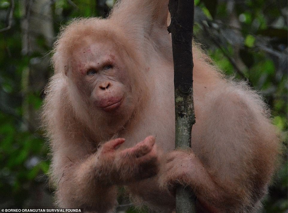 The World's only Living Albino Orangutan Receives a Private Island to Live in Peace
