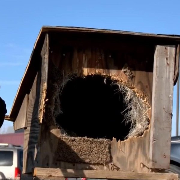 Discovered sealed inside a wooden box, a dog finds a forever home with the woman who rescued him, a heartwarming tale of connection and compassion. – newsvaults.com